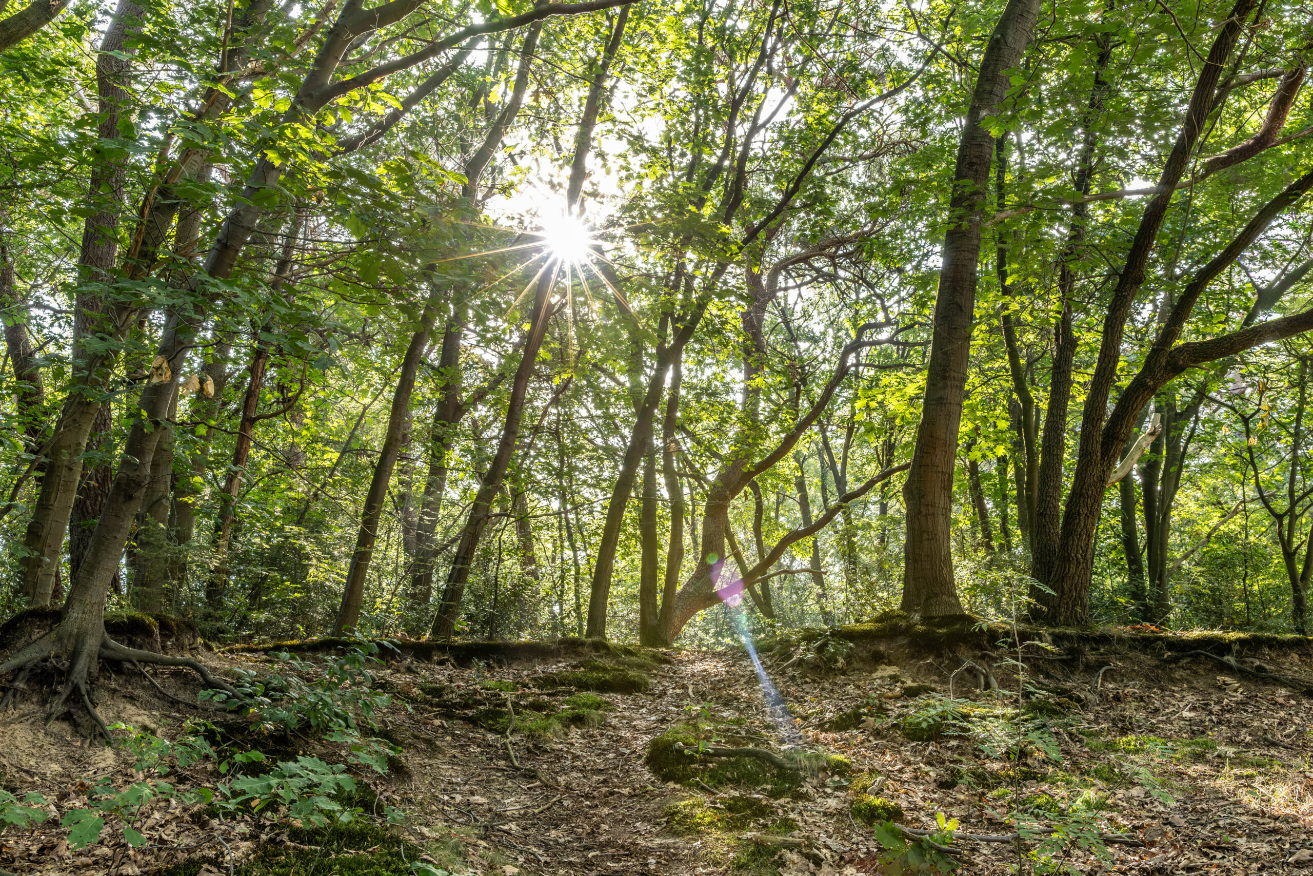 Zonlicht door de bomen op een bospad, met mos over de wortels