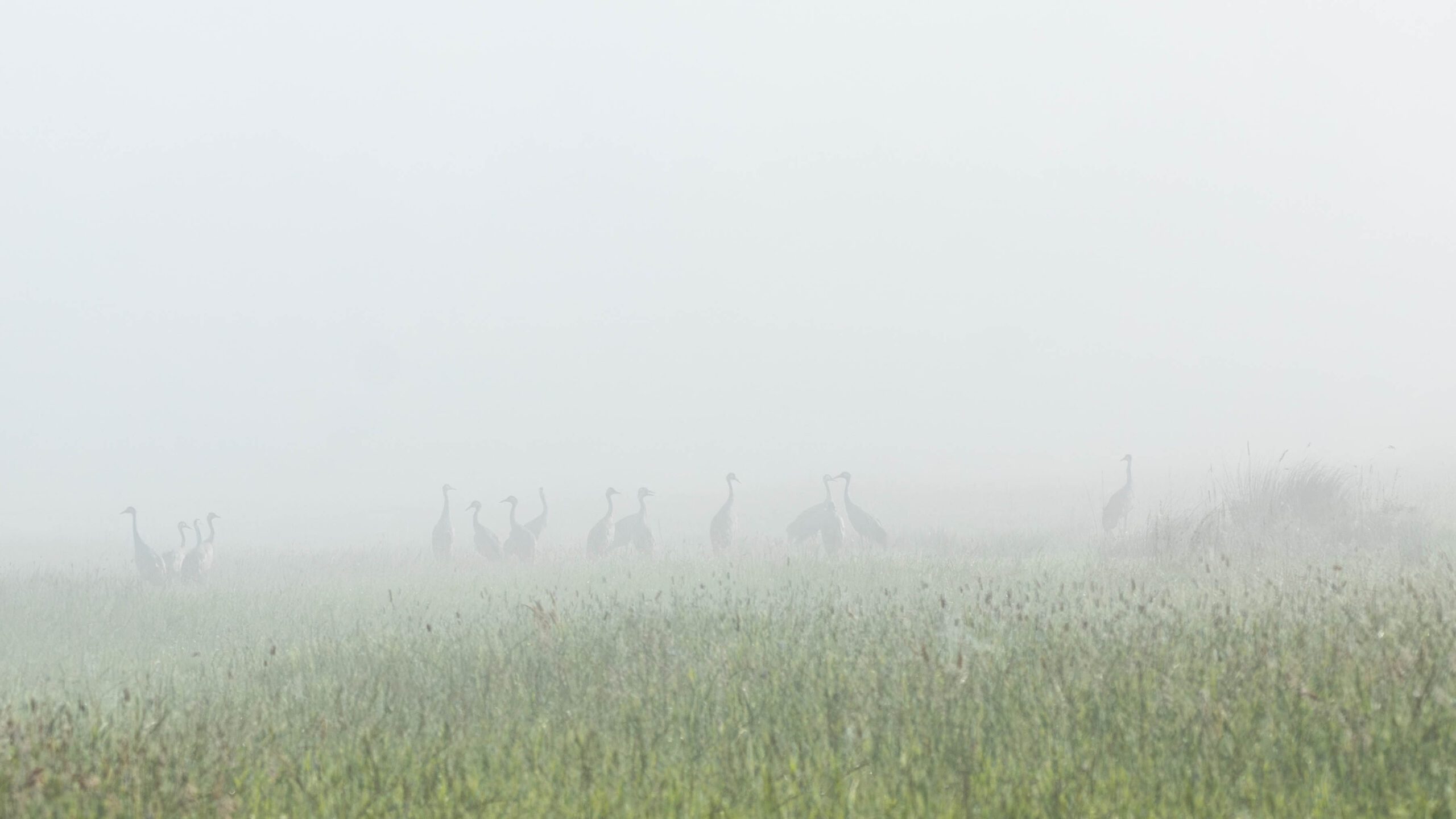 Ochtendmist met kraanvogels in het veen