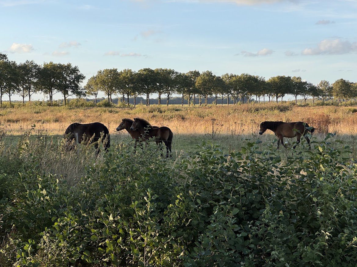 Paarden grazend in de wei bij de bosrand
